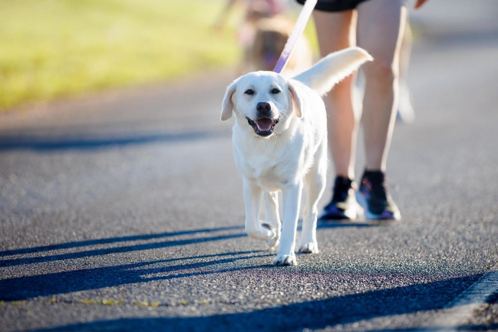 Yellow Lab Walking